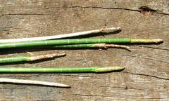 Eleocharis interstincta