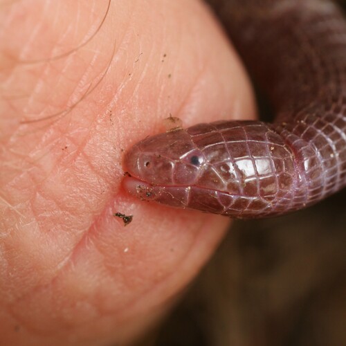 Central Iberian Worm Lizard, Córdoba, Spain, photo 5 of 10