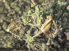 Pteronia glomerata