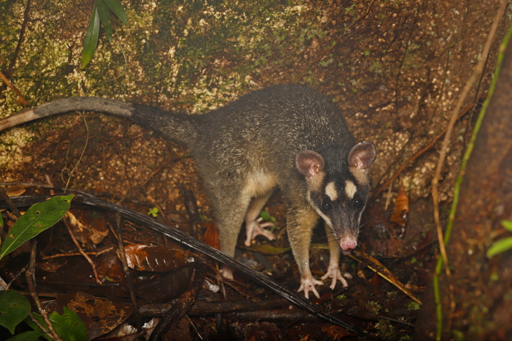 Gray Four-Eyed Opossum