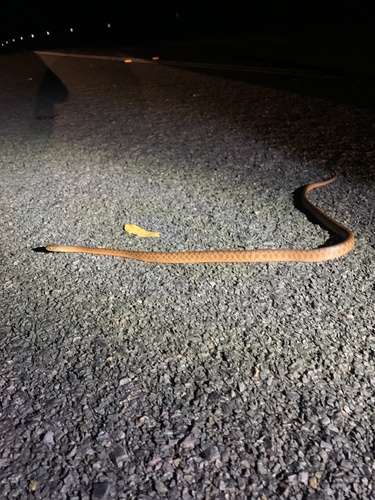Brown Tree Snake sighting