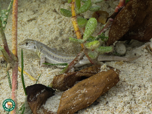 Lutz's Tree Iguana, Liolaemus lutzae