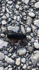 Loboptera decipiens