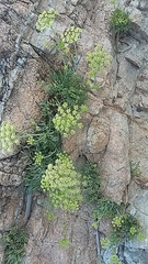 Crithmum maritimum