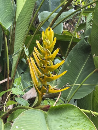 Heliconia lankesteri, photograph 5