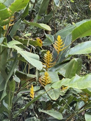 Heliconia lankesteri, photograph (c) chrisdt, some rights reserved (CC BY)