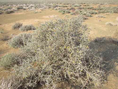 Othonna pteronioides