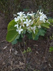 Holarrhena pubescens