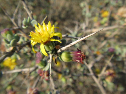 Othonna pteronioides