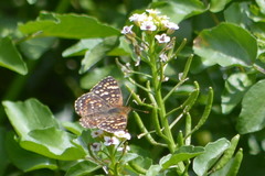 Phyciodes pallescens