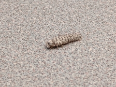 Bostrichoidea