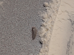 Bostrichoidea
