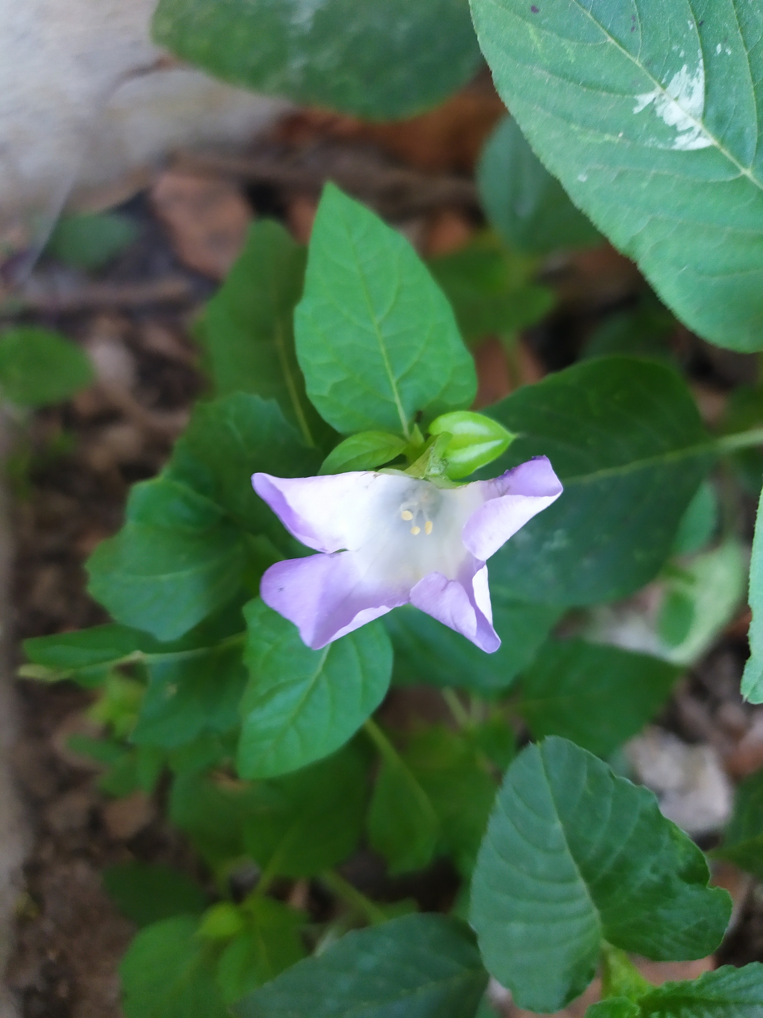 Nicandra physalodes