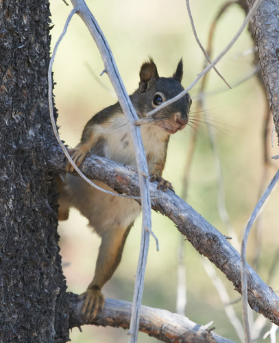 iNaturalist observation photo of Douglas's Squirrel