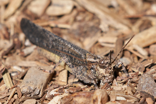 iNaturalist observation photo of Crackling Forest Grasshopper