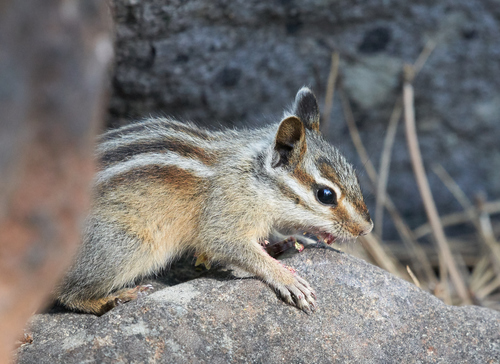 iNaturalist observation photo of Yellow-pine Chipmunk
