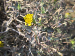 Osteospermum sinuatum