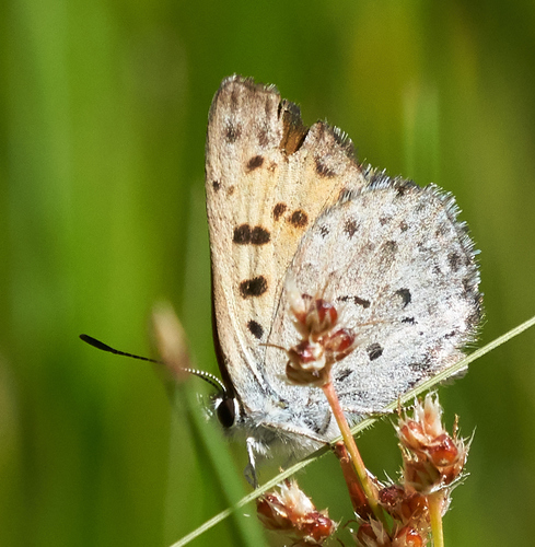 iNaturalist observation photo of Mariposa Copper