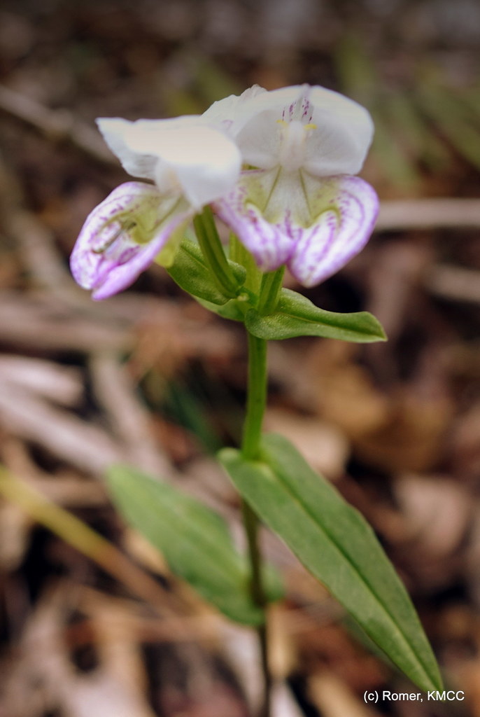 Disperis hildebrandtii
