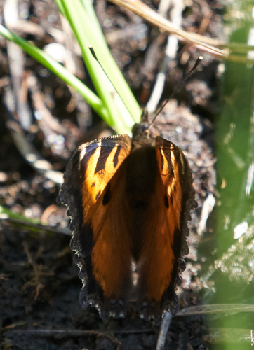 iNaturalist observation photo of California Tortoiseshell