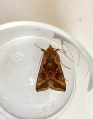 Autographa jota