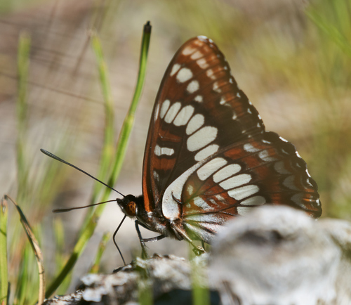 iNaturalist observation photo of Lorquin's Admiral