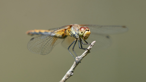 iNaturalist observation photo of Band-winged Meadowhawk