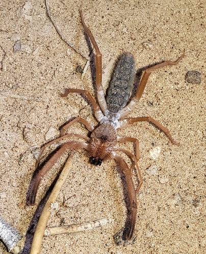 Eremothera sculpturata