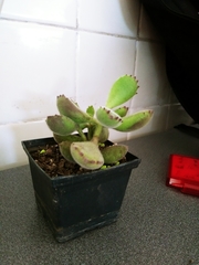 Cotyledon tomentosa tomentosa
