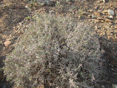 Osteospermum sinuatum