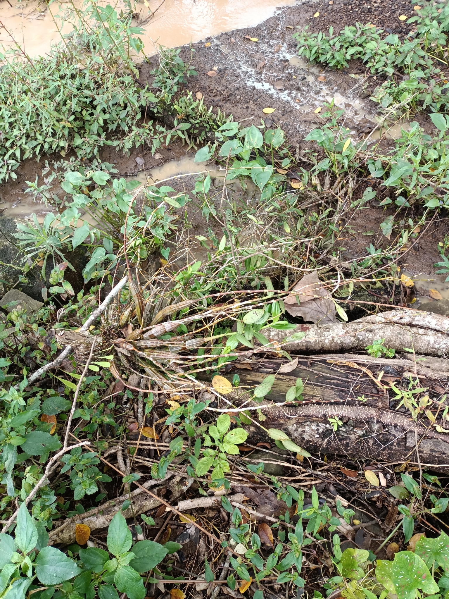 Imagem de Pomba-de-espírito-santo