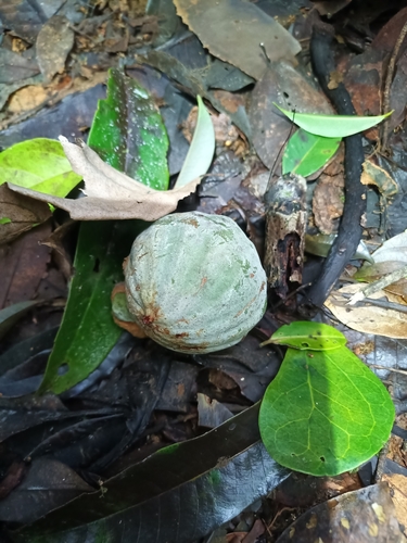 Latin Aebonorom (Moronobea coccinea)