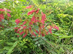Pterolobium hexapetalum