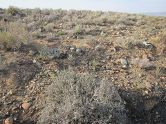 Osteospermum sinuatum