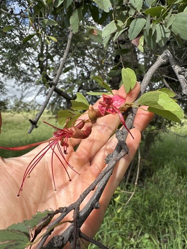 Lysiphyllum carronii, 2025-02-26
