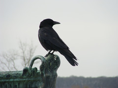 Corvus corone
