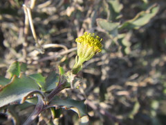 Osteospermum sinuatum