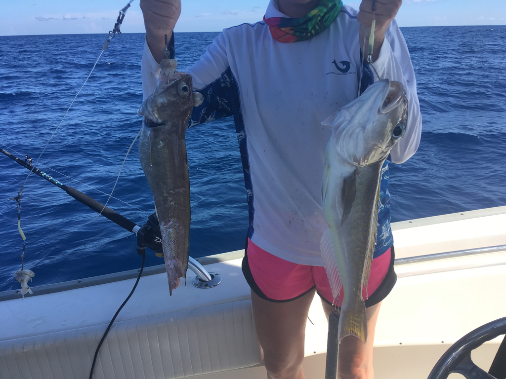 Brazilian codling (Urophycis cirrata) — Phycidae