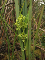 Fuirena umbellata