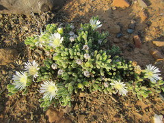 Drosanthemum framesii