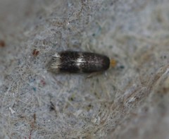 Nepticuloidea