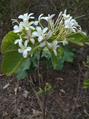 Holarrhena pubescens