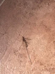 Megarhyssa nortoni