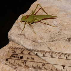 Amblycorypha oblongifolia