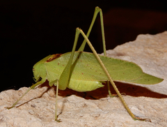 Amblycorypha oblongifolia