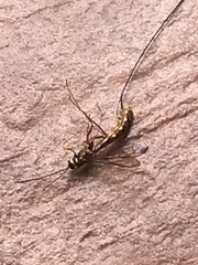 Megarhyssa nortoni