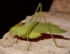 Amblycorypha oblongifolia