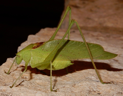 Amblycorypha oblongifolia