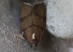 Argyrotaenia juglandana