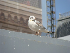 Chroicocephalus ridibundus